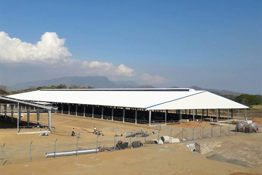 Cattle farm in Papua New Guinea1