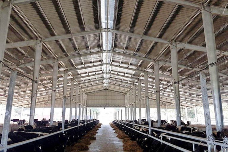Cattle farm in Papua New Guinea4