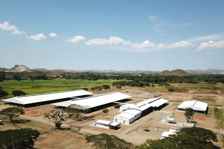 Cattle farm in Papua New Guinea5